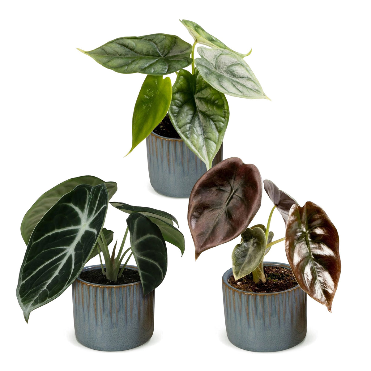 Baby Alocasia Tricolour 3x - Rood - Groen - Zwart - Tropisch - incl. Linnea Misty Blue - Ø6cm - ↕12cm
