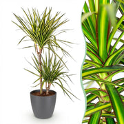 Dracaena Sunray - Drakenbloedboom - Weinig onderhoud - Groen - 1 Plant - met Potter Grijs - Pot 21cm - Hoogte 90-100cm
