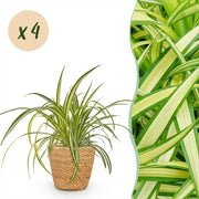 Chlorophytum comosum Variegatum - Bonte Graslelie - 4 Planten - met Mand - Pot 12cm - Hoogte 20cm