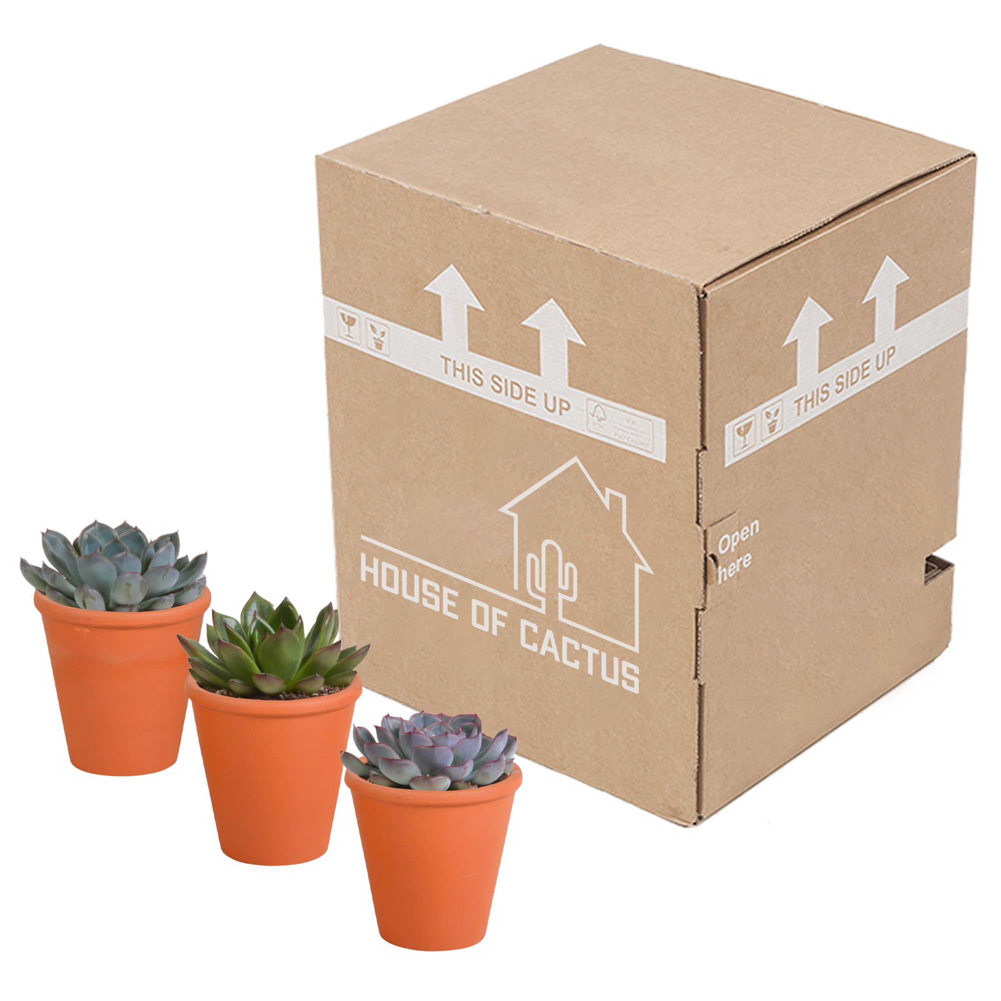 Echeveria-Mix, 8,5 cm – 3 Stück – im Terrakottatopf