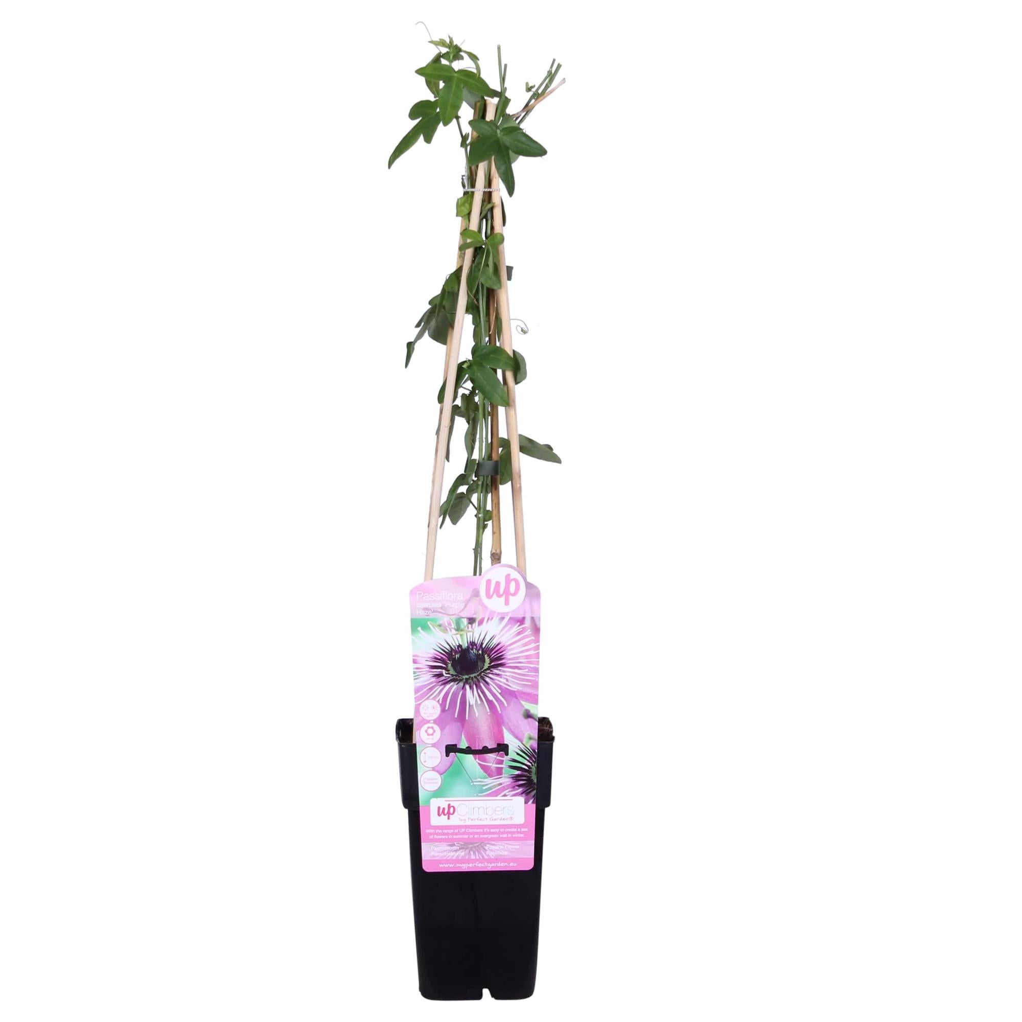 Passiflora púrpura 'Purple Haze' - Ø15 cm - ↕65 cm