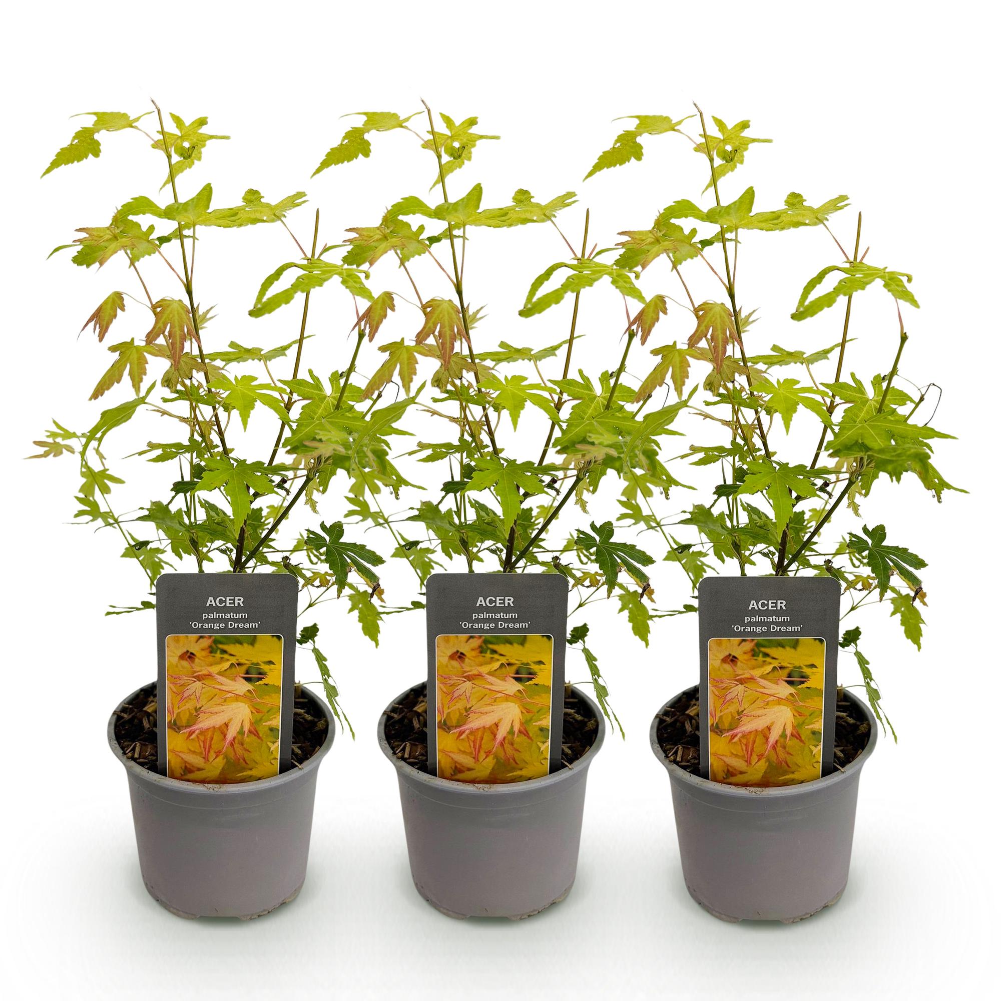Acer palmatum Orange Dream - Oranje - 3 Planten - Bladverliezend - Weinig Onderhoud - Pot 12cm Hoogte 35cm