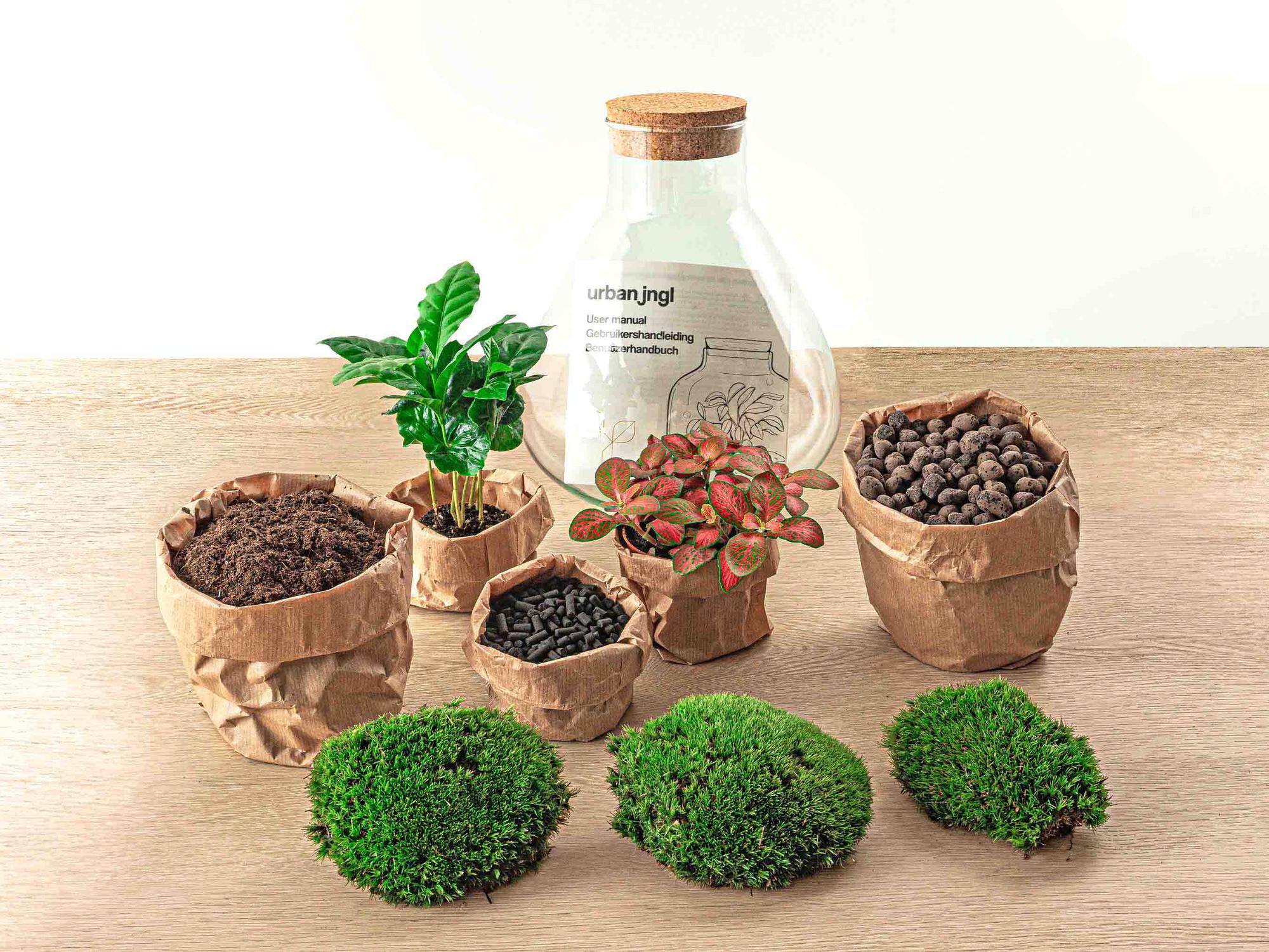 DIY-Terrarium – Sammie Coffea – ↕ 27 cm – Rechen + Schaufel + Pinzette