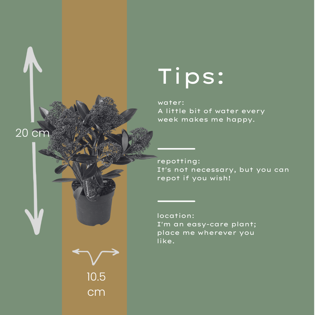 Set van 3 Skimmia 'Rubella' – Ø10,5 cm – ↨ 20-25 cm