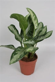 Aglaonema Jubilee Compacta - Ø12cm - ↕35cm