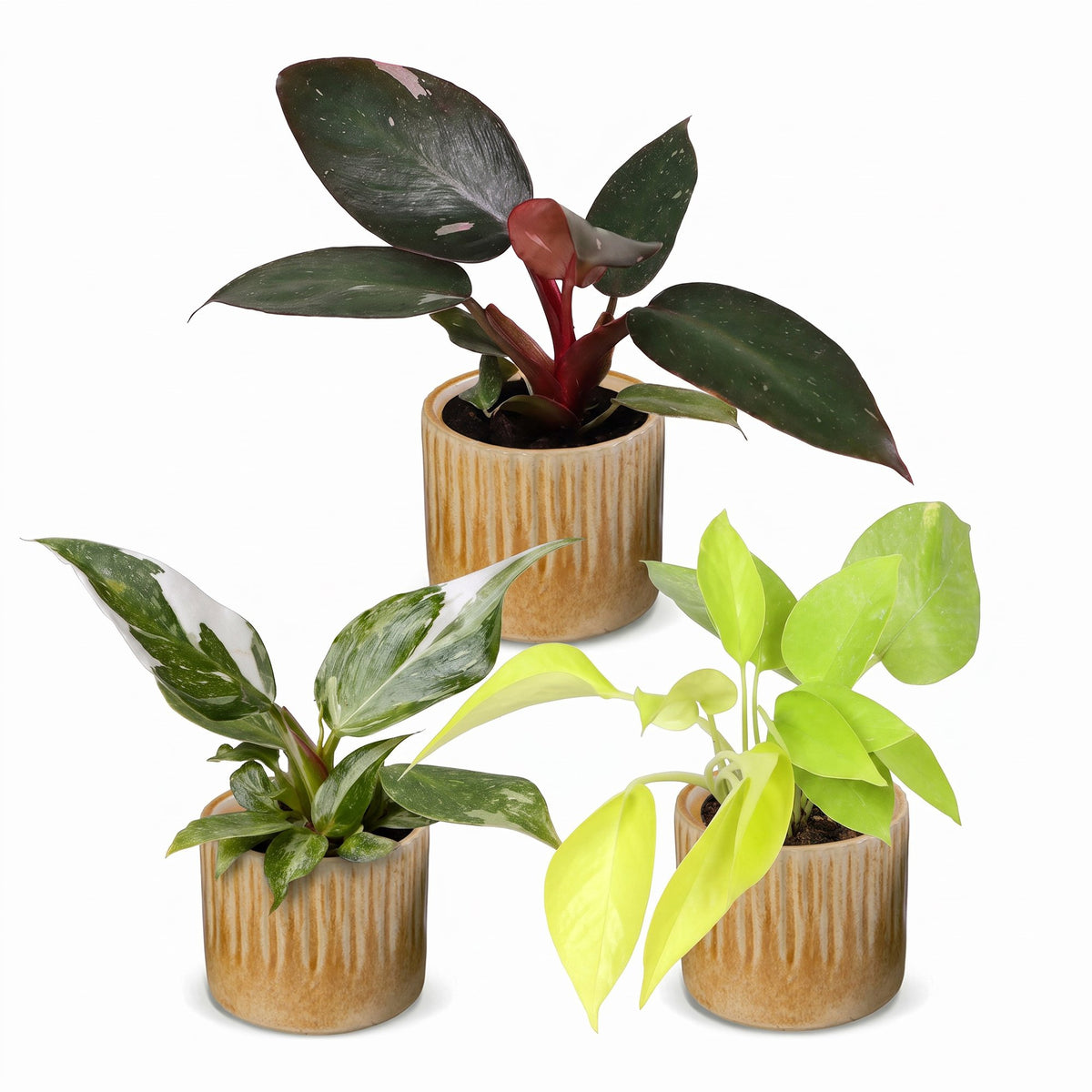 Baby Philodendron Tricolour 3x - Wit - Roze - Geel - Groen - Tropisch - incl. Linnea Honey - Ø6cm - ↕10-15cm