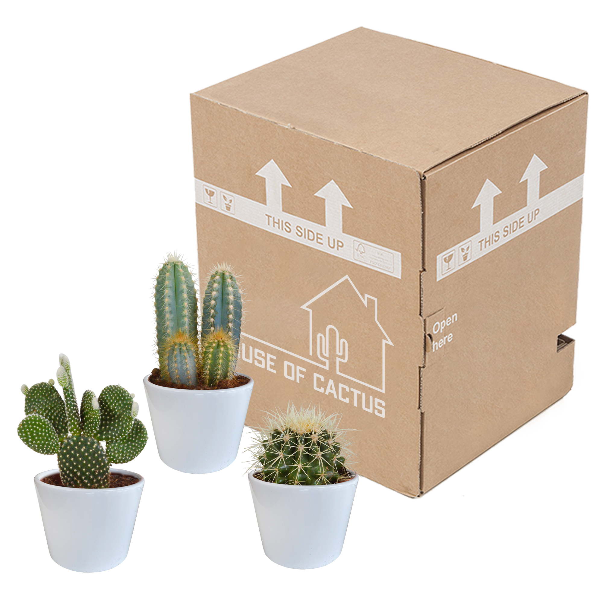 Cactus mix 10.5 cm - 3x - in white pot