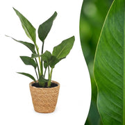 Strelitzia Reginea - Paradijsvogelbloem - met Zeegras Mand - Pot 12cm - Hoogte 35cm