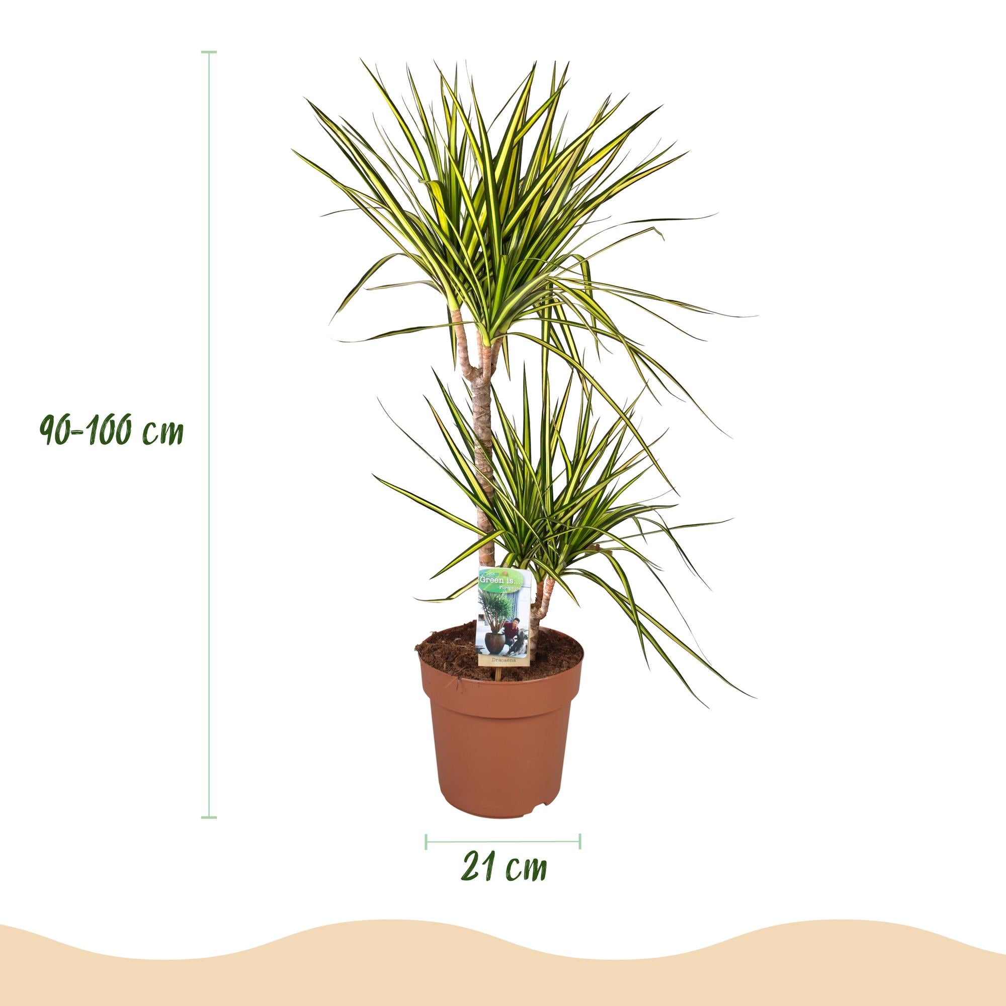 Dracaena Sunray - Drakenbloedboom - Weinig onderhoud - Groen - 1 Plant - Pot 21cm - Hoogte 90-100cm