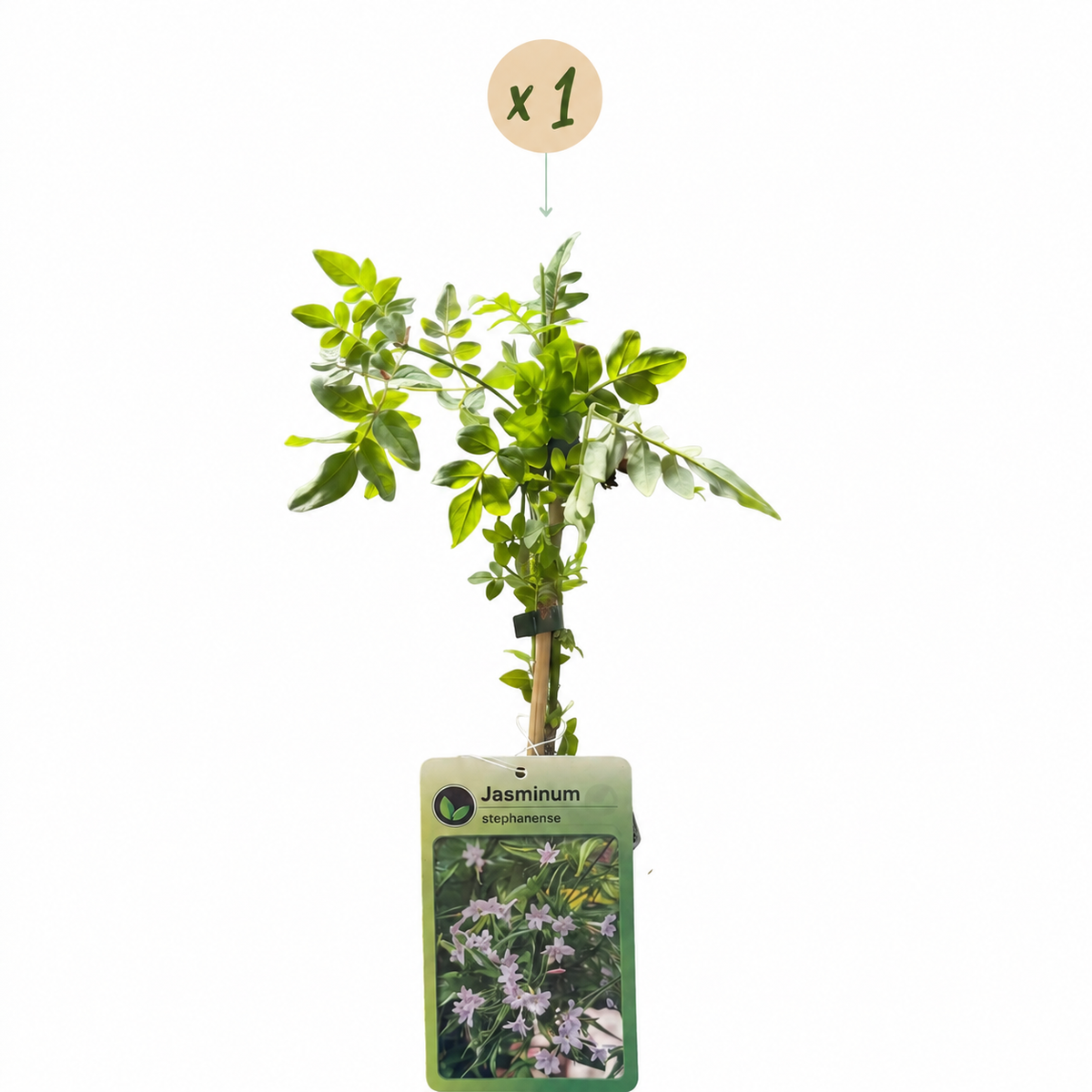 Jasminum stephanense - Roze jasmijn - Roze - Klimplant - Ø9cm - ↕35cm