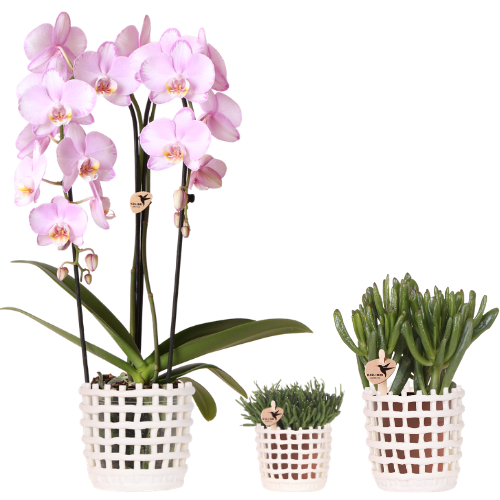 Kolibri Company | Plantenset Mesh White | Roze Niagara Falls orchidee 12 cm + groene planten incl. sierpotten – vers van de kweker