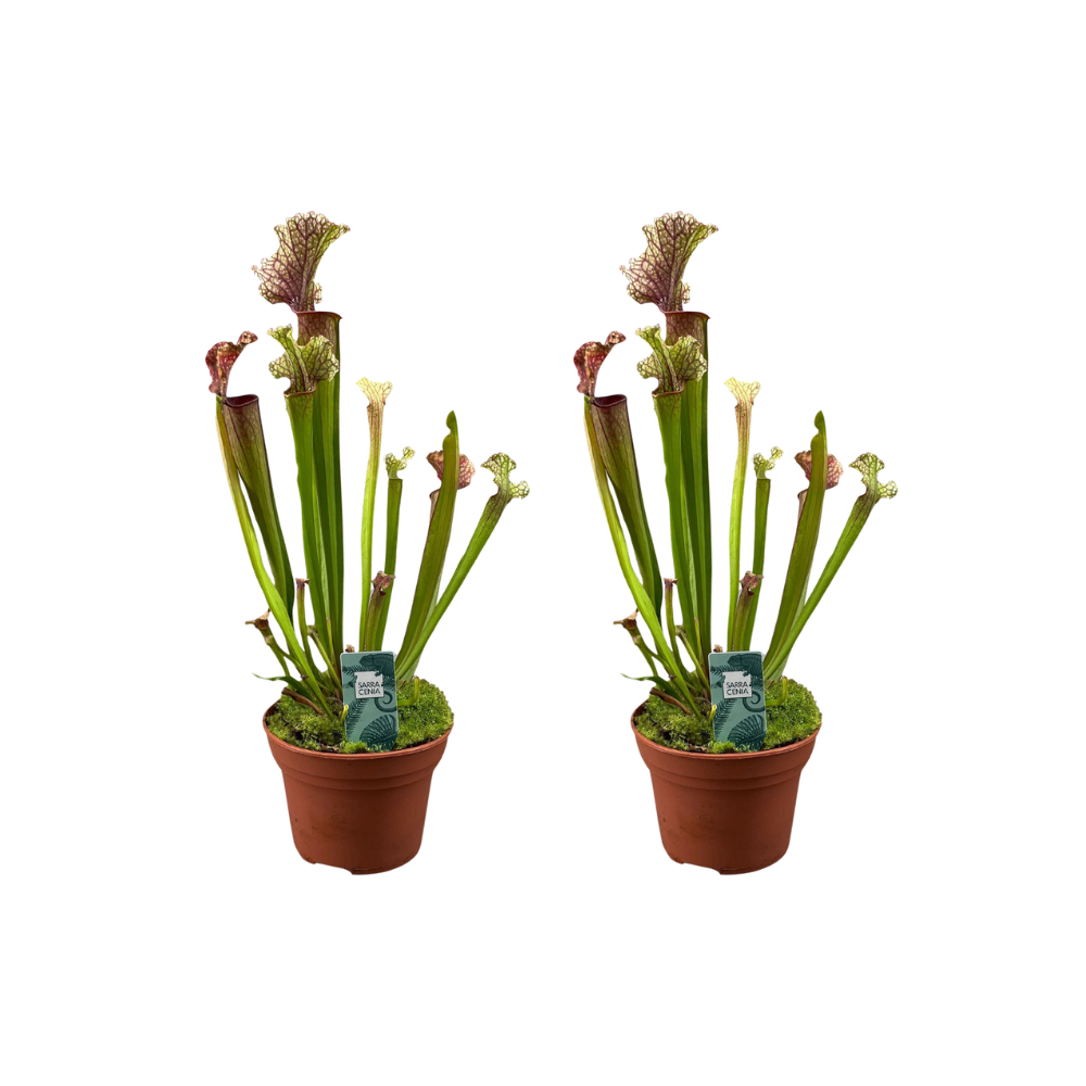 Sarracenia Judith Hindle - 2 pezzi - Ø12cm - ↕30cm