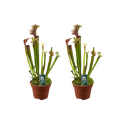 Sarracenia Judith Hindle - 2 pezzi - Ø12cm - ↕30cm