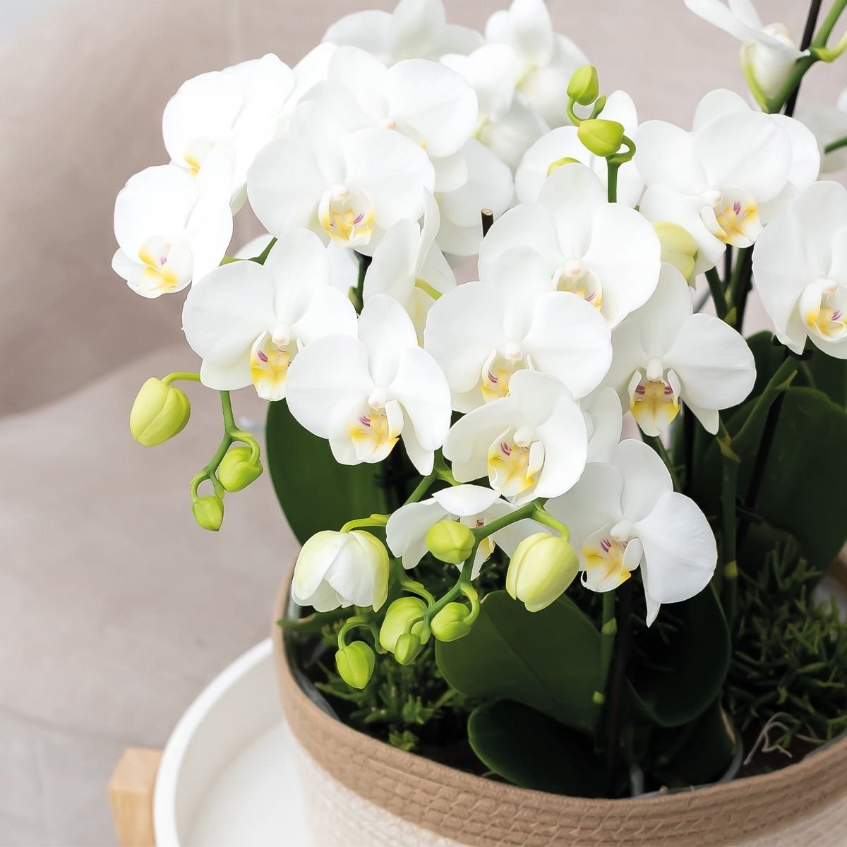 Kolibri Orchids | White Jungle Bouquet Mineral Amabilis in Oyster Dish