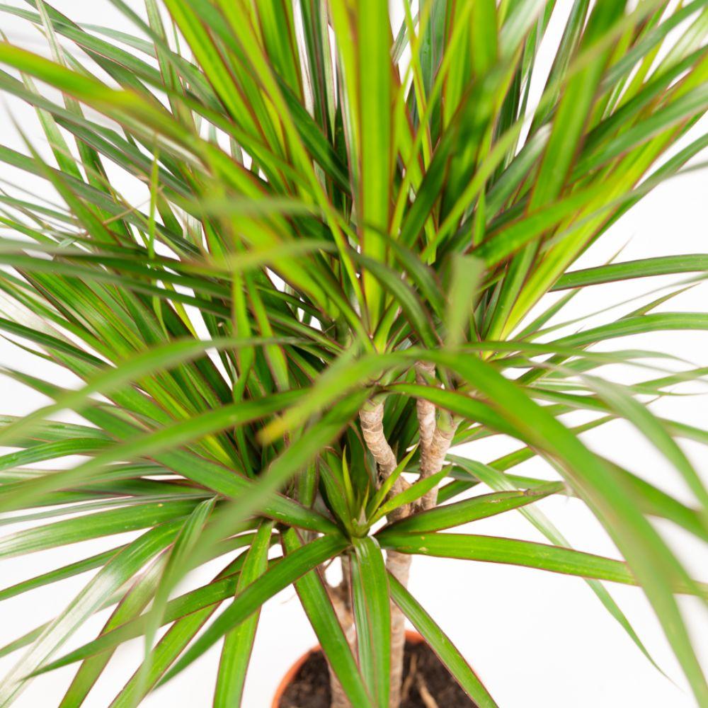 Dracaena mit Korb - ↨120 cm - Ø21 cm