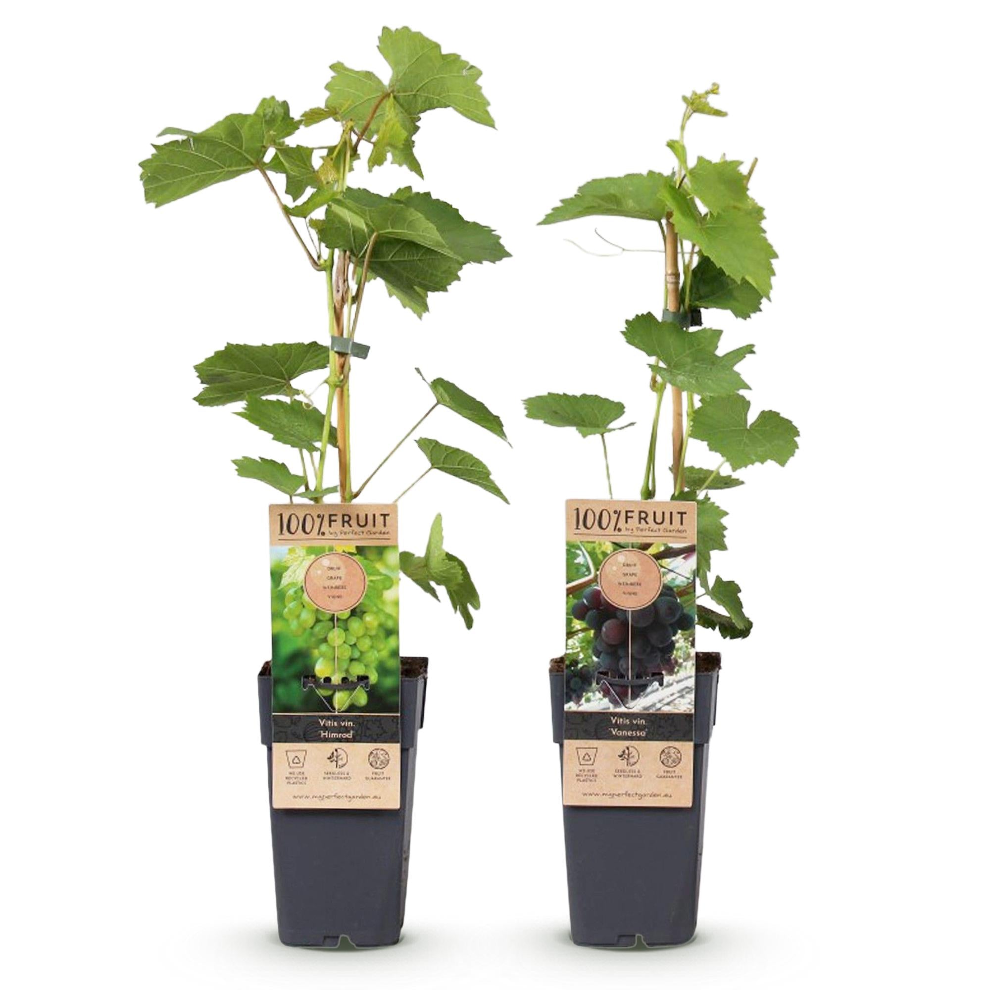 Paarse & Witte Druif -  Vitis vinifera Vanessa & Himrod  - Pitloos - 2 planten - Pot 15cm Hoogte 50cm