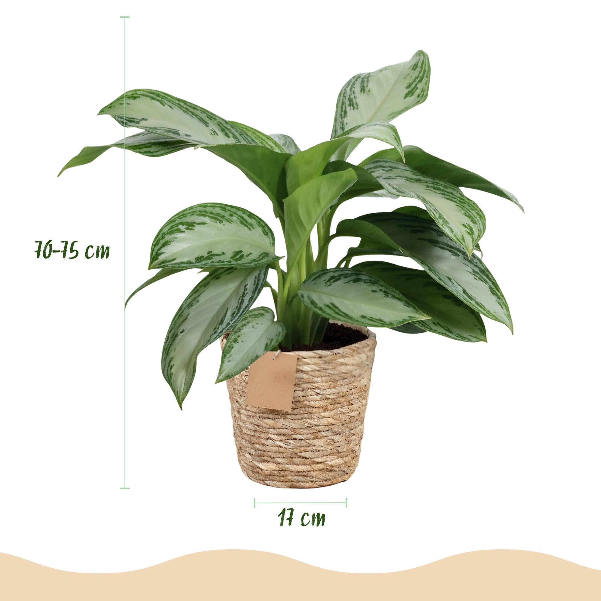 Aglaonema Silver Bay - Zilverblad - Weinig onderhoud - met mand - Groen - 2 Planten - Pot 17cm - Hoogte 70-75cm