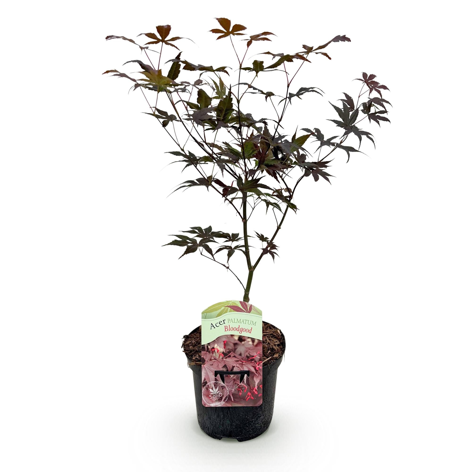 Green boutiQ – Terrassenpflanze – Japanischer Ahorn (Acer palmatum 'Bloodgood') – Rot – 1 Pflanze – Laubabwerfend – Topf: 19 cm, Höhe: 70 cm