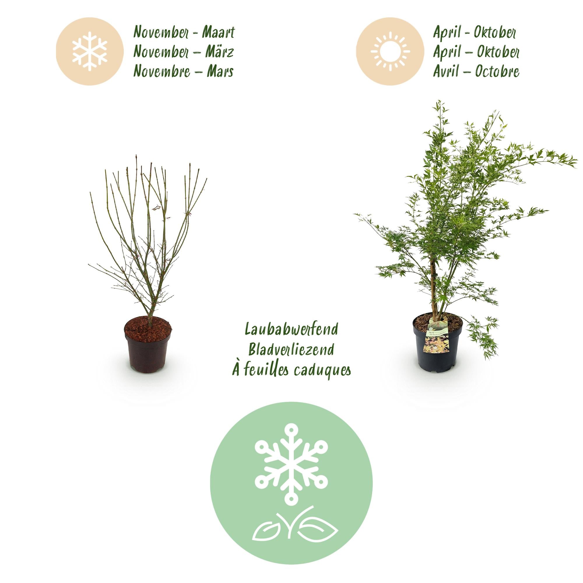 Acer palmatum Methamorphosa - Japanse Esdoorn - Bladverliezend - Groen - Oranje - 1 - Pot 26cm - Hoogte 90cm