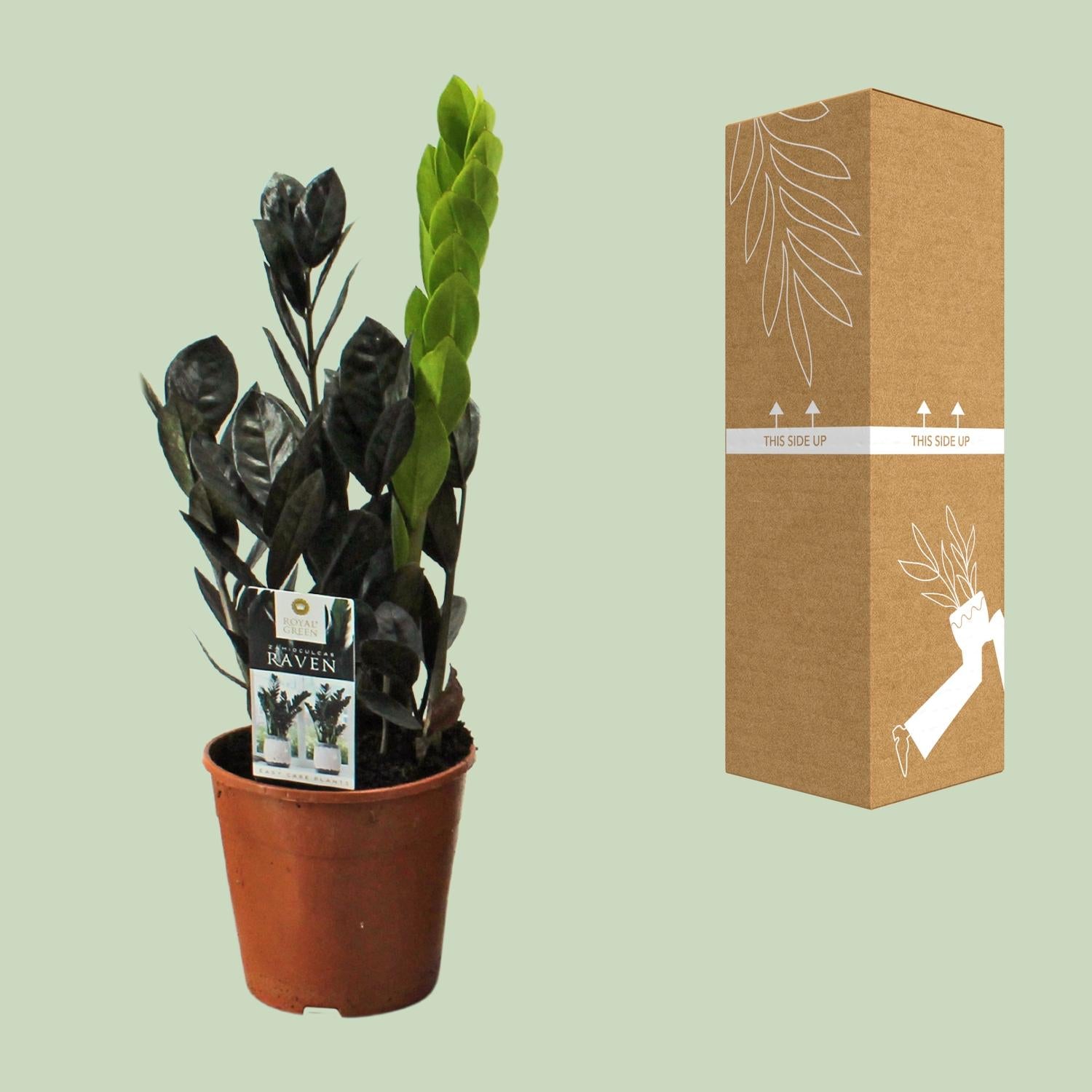 Corvo Zamioculcas - Ø14cm - ↕45cm
