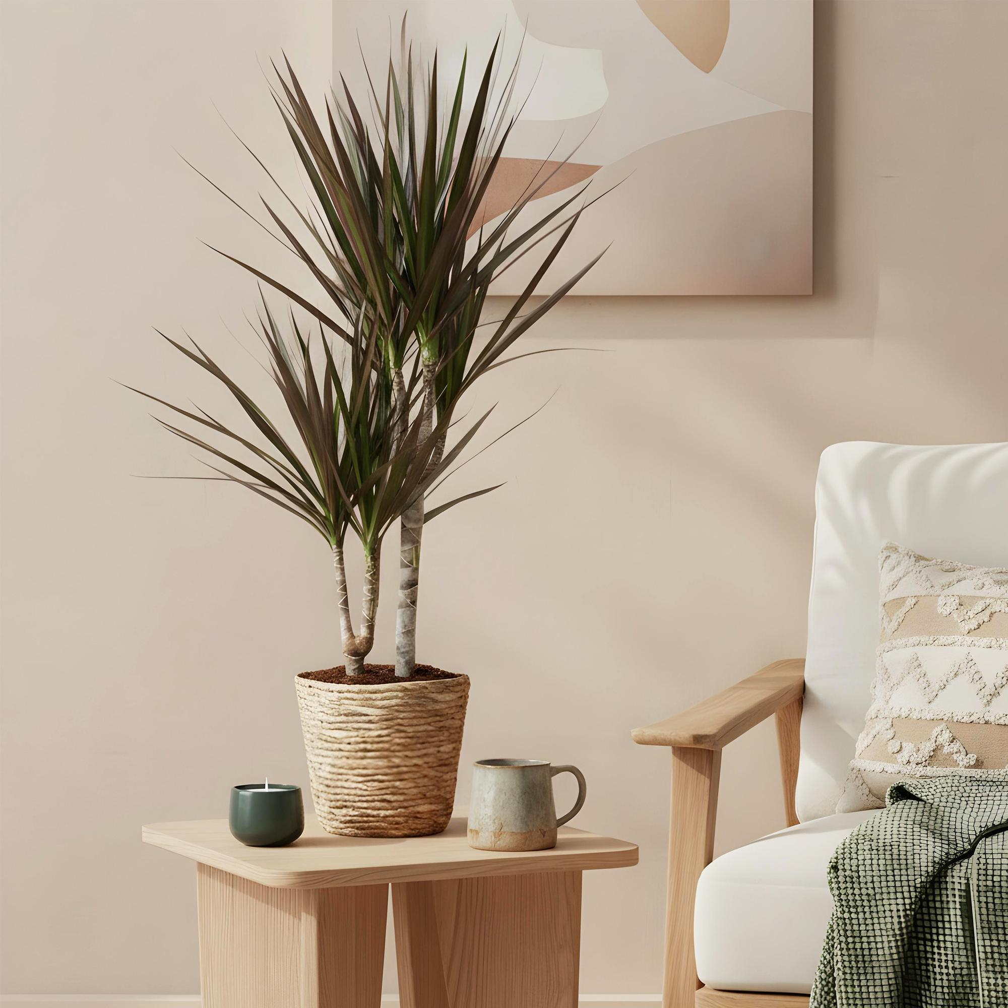 Dracaena Magenta - Drakenbloedboom - Weinig onderhoud - Groen - 1 Plant - Pot 17cm - Hoogte 70-80cm