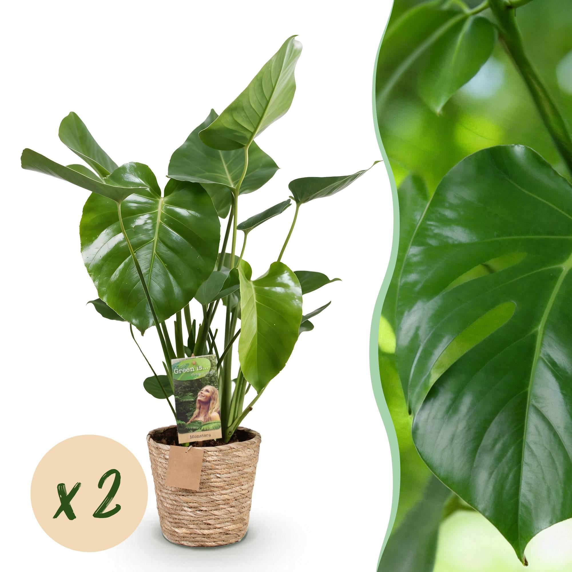 Monstera Deliciosa - Gatenplant - met mand - Pot 17cm - Hoogte 50-55cm 2x