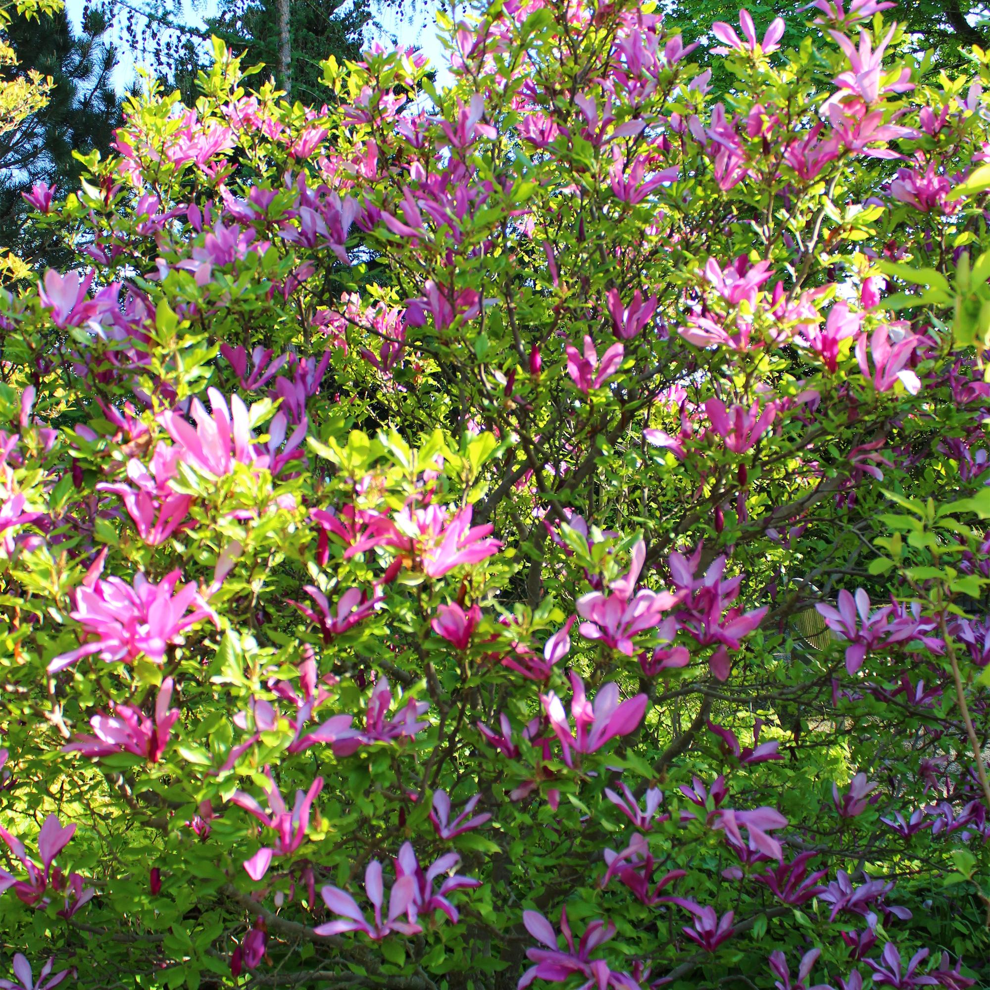 Magnolia Susan  - Bloemen Donker Roze - 1 plant - bladverliezend - weinig onderhoud - pot 17cm hoogte 45cm