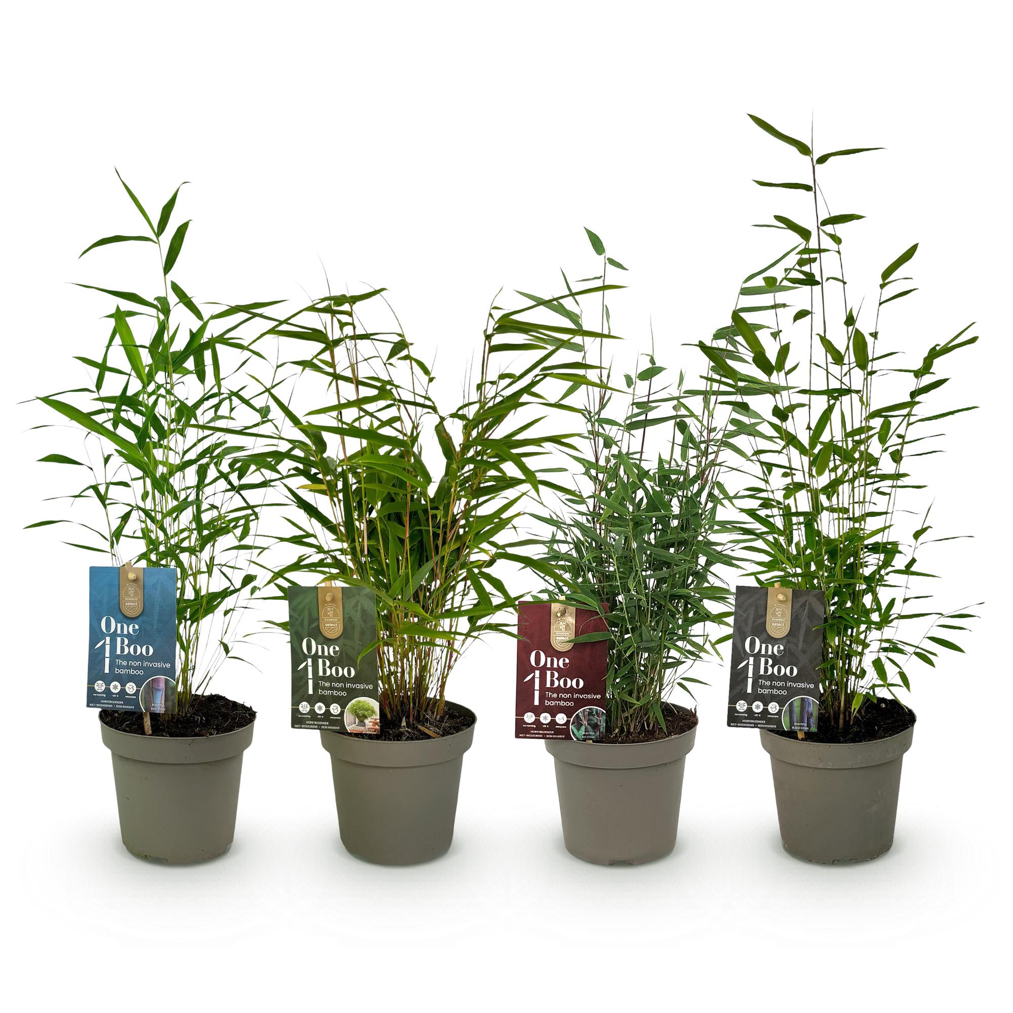 Green boutiQ - Bambù - Mix Fargesia Arcobaleno - Nero, Rosso, Blu e Verde - 4 Piante - Sempreverde - Non propagante - Vaso 14 cm Altezza 35 cm