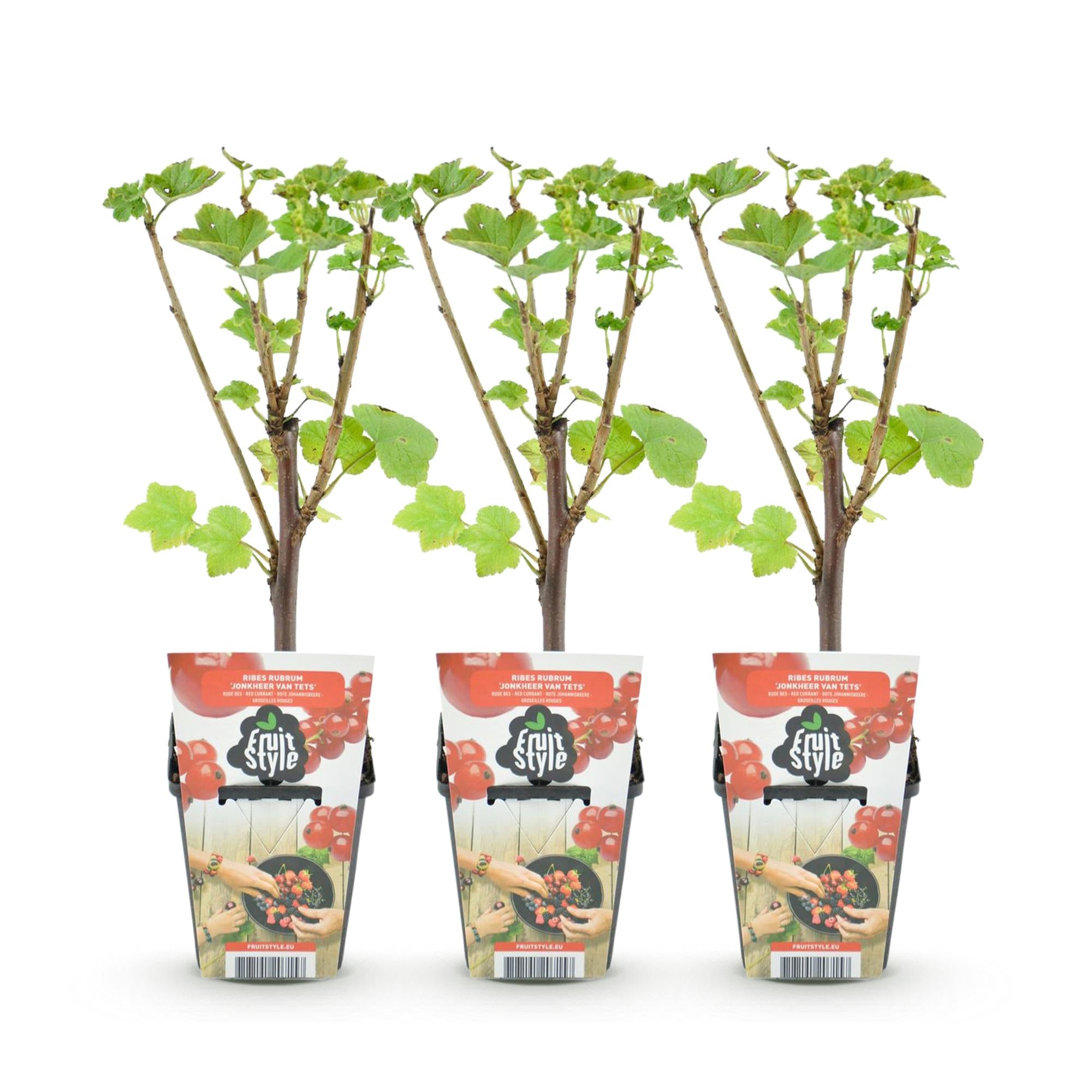 Rode Bes - Ribes rubrum Jonkheer van Tets  - Winterhard - 3 Planten - Pot 9 cm - Rode Bes