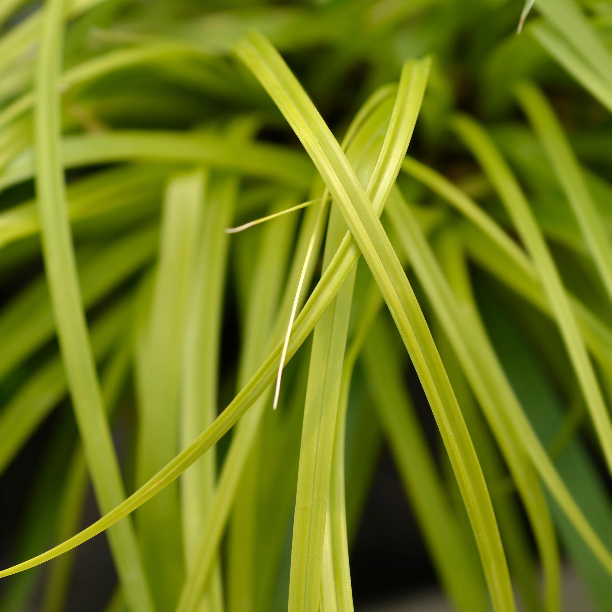Carex oshimensis Everillo - Geel - 1 Planten - Groenblijvend - Winterhard - Pot 17cm Hoogte 50cm