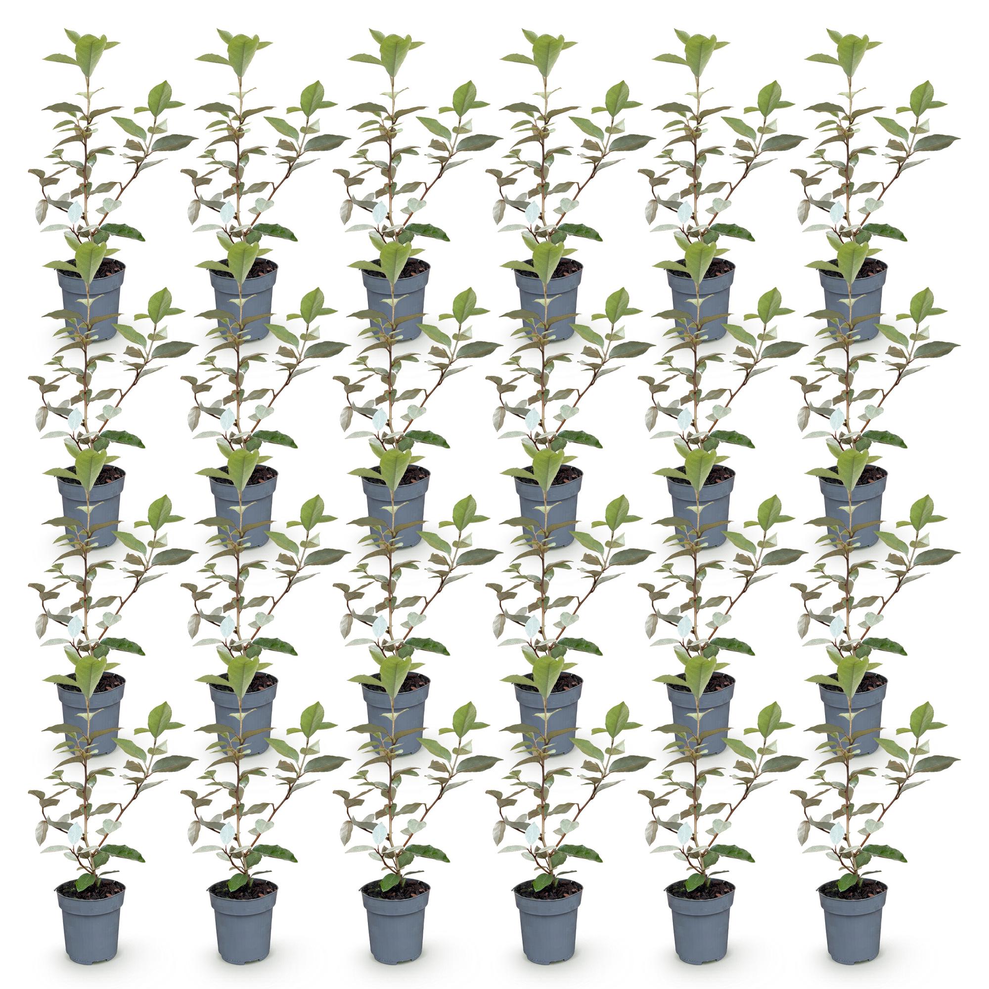 Eleagnus ebbingei Compacta - Olijfwilg 24x - Haagplanten - Groenblijvend - Grijs - Pot 9cm - Hoogte 25-35cm