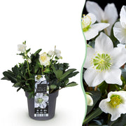 Kerstroos - Helleborus Christmas Carol  - Witte Bloem -1 Plant - Groenblijvend - Pot 17cm Hoogte 35cm