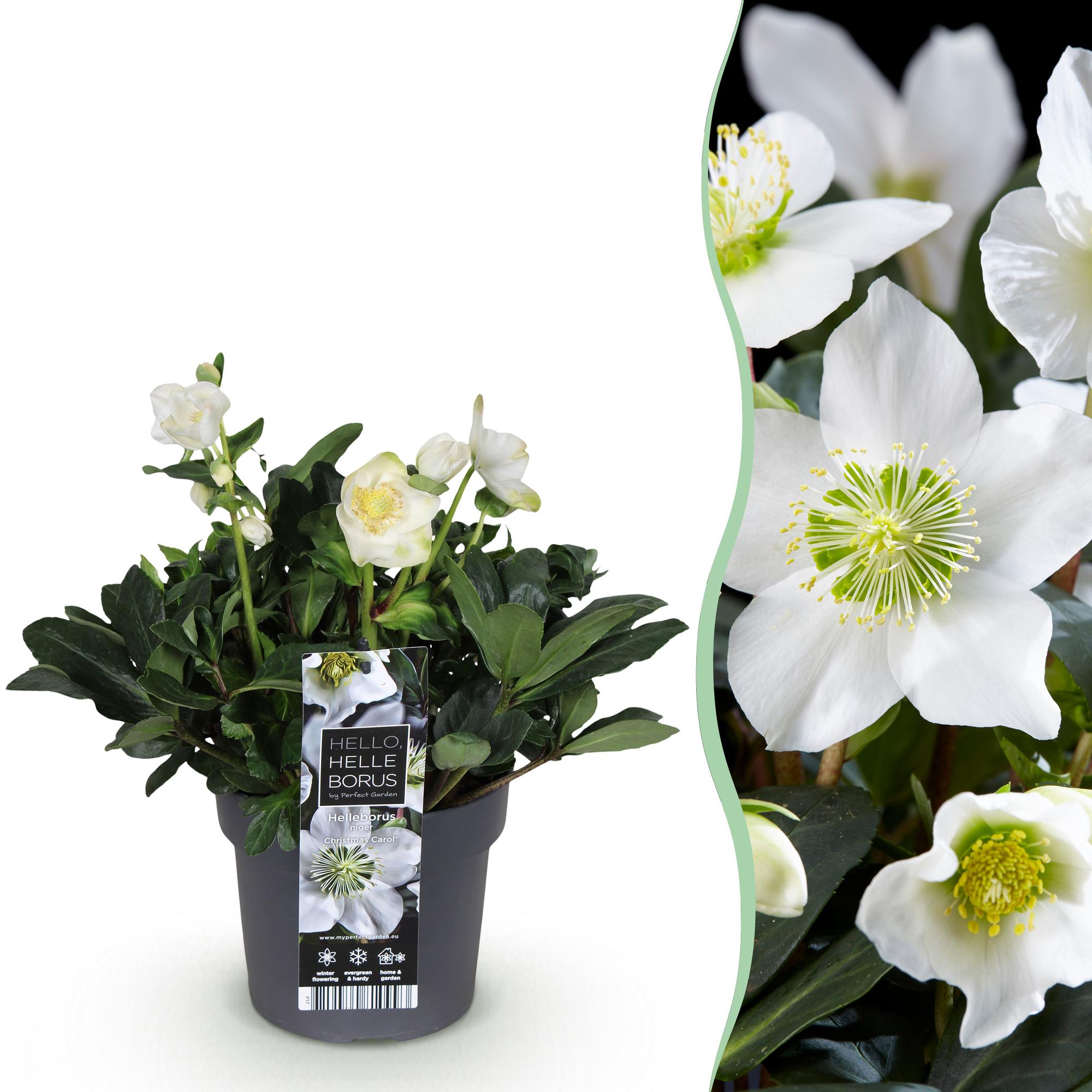 Kerstroos - Helleborus Christmas Carol  - Witte Bloem -1 Plant - Groenblijvend - Pot 17cm Hoogte 35cm