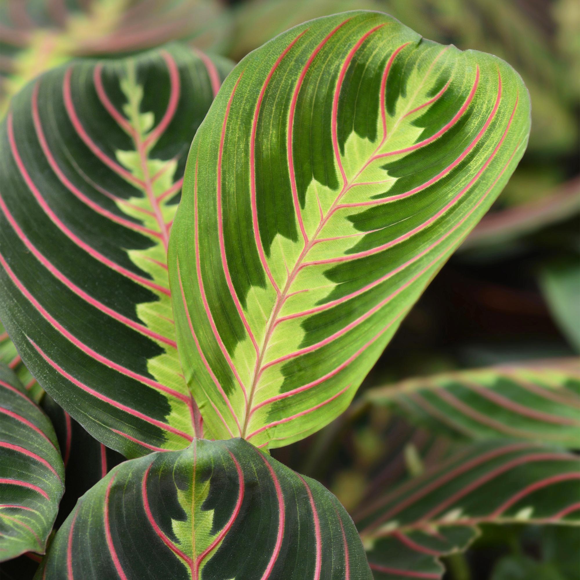 Maranta Fascinator Tricolour - Gebedsplant - Huisdiervriendelijke Plant - Groen - 4 Planten - met Mand - Pot 12cm - Hoogte 25cm
