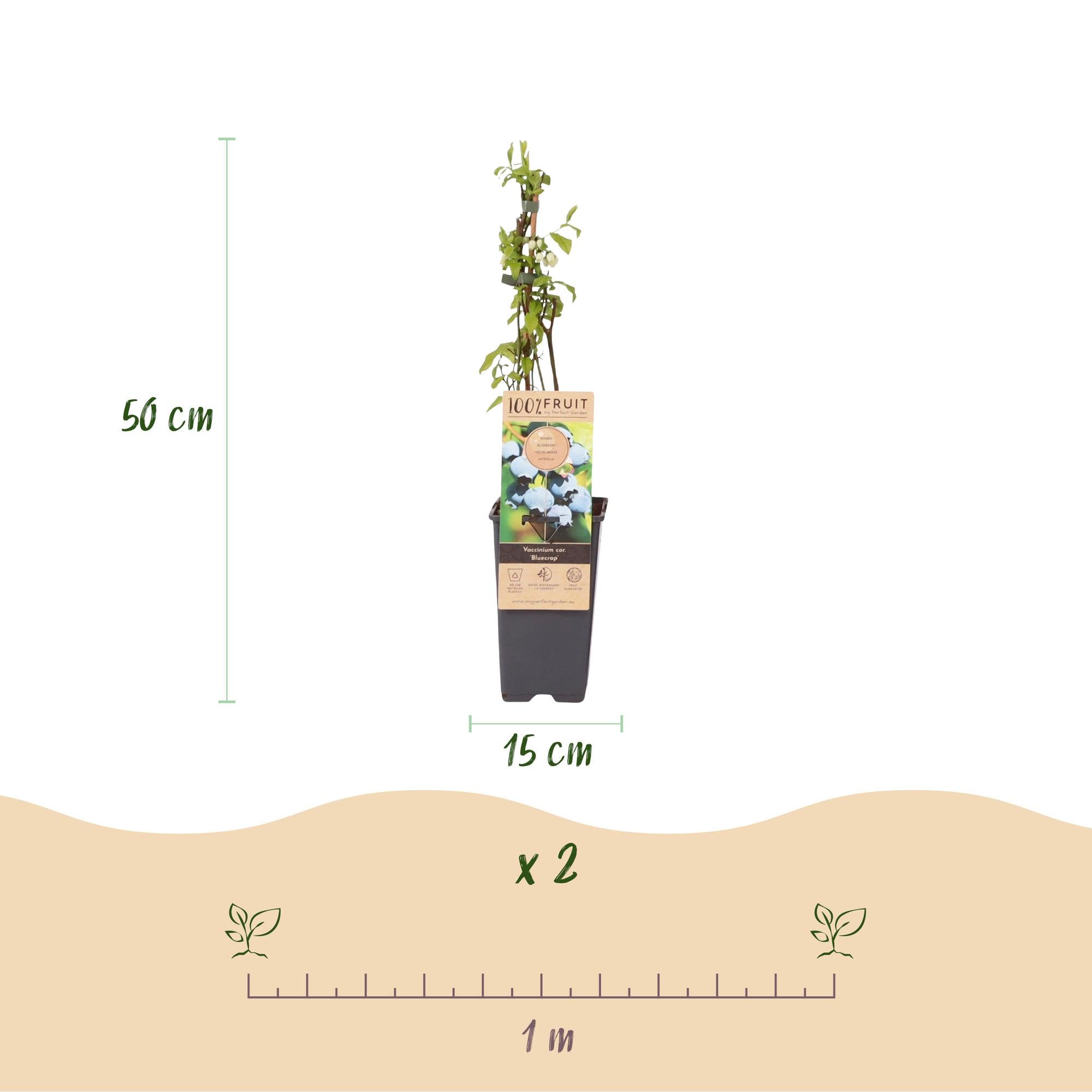 Vaccinium corymbosum Bluecrop - Bosbes - Winterhard - Blauwe Bes - 2 Planten - Pot 15cm - Hoogte 50cm