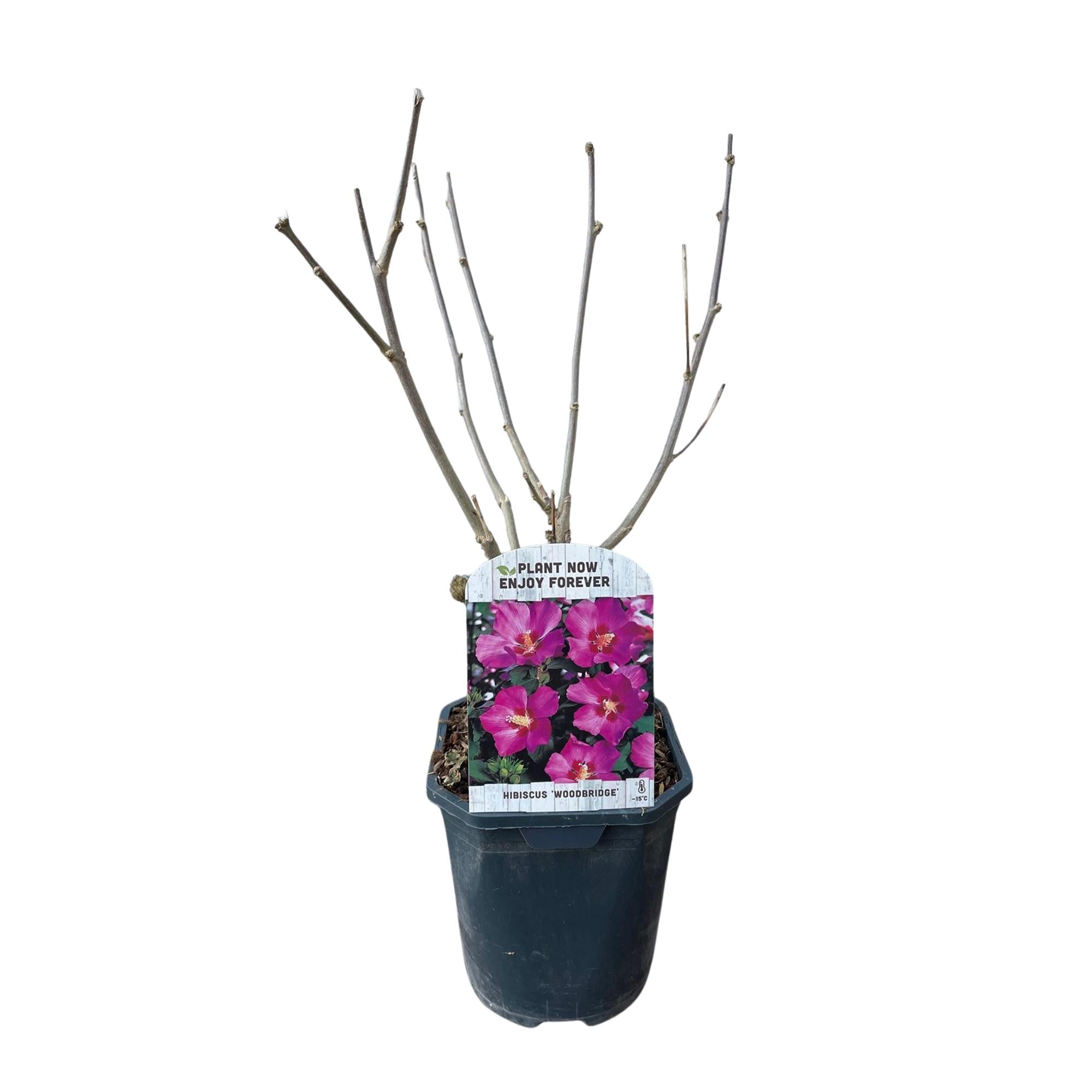 Green boutiQ – Sträucher – Hibiscus syriacus 'Woodbridge' – Blüte: Rosa – 1 Pflanze – Laubabwerfend – Pflegeleicht – Topf: 17 cm, Höhe: 45 cm