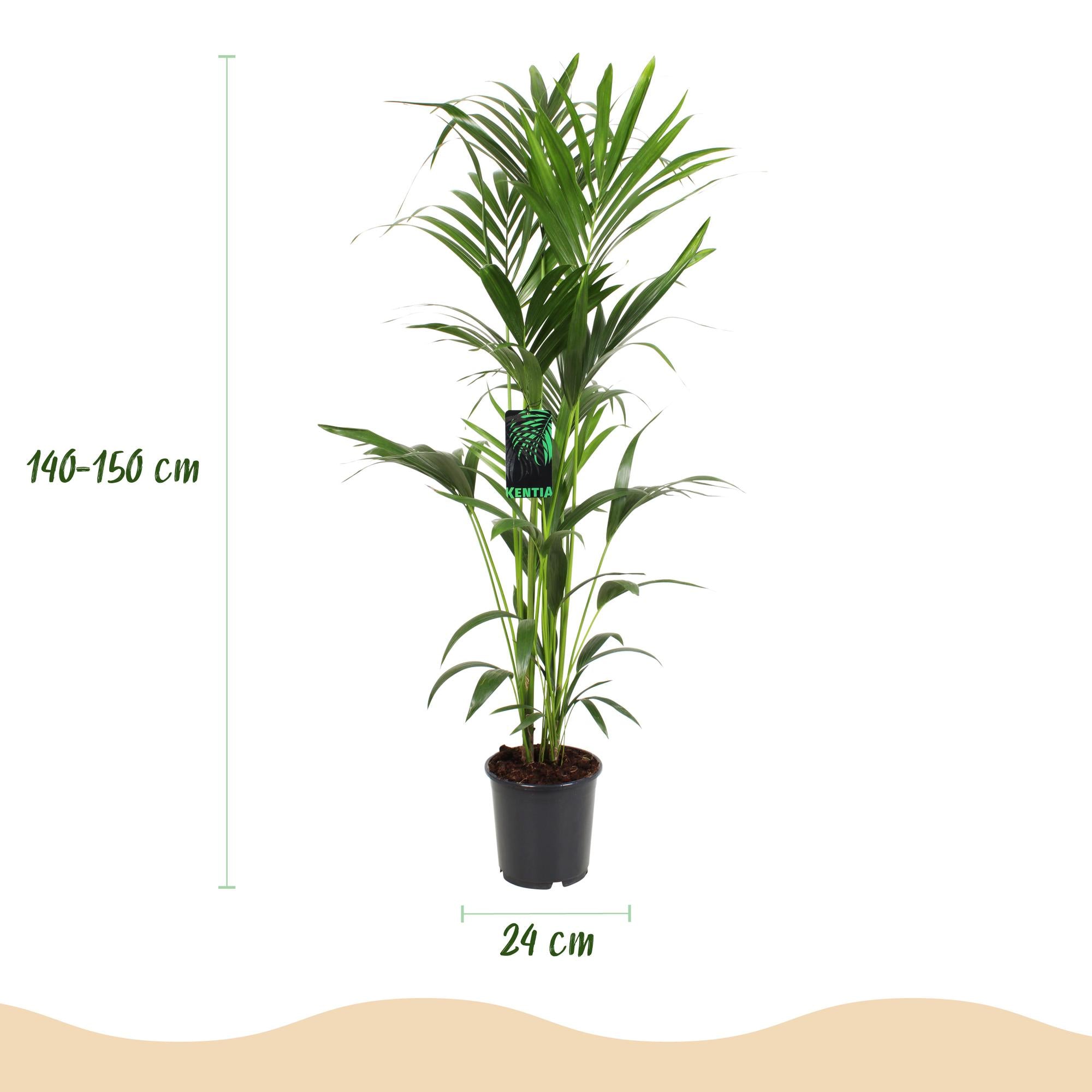 Howea Forsteriana - Kentia Palm - Weinig Onderhoud - Groen - 1 plant - Pot 24cm - Hoogte 140-150cm