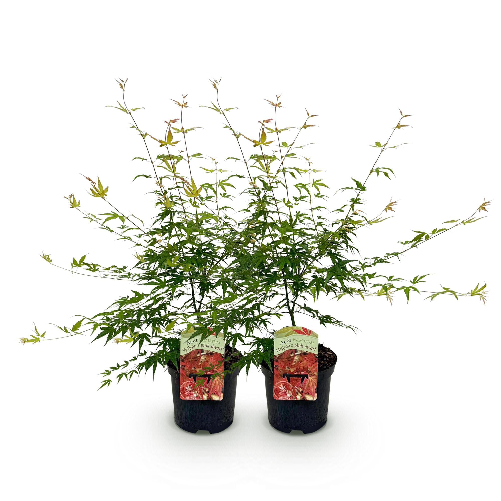Green boutiQ - Pianta da patio - Acero giapponese - Acer palmatum Pink Dwarf - Rosa - 2 piante - Decidua - Vaso 19 cm Altezza 70 cm