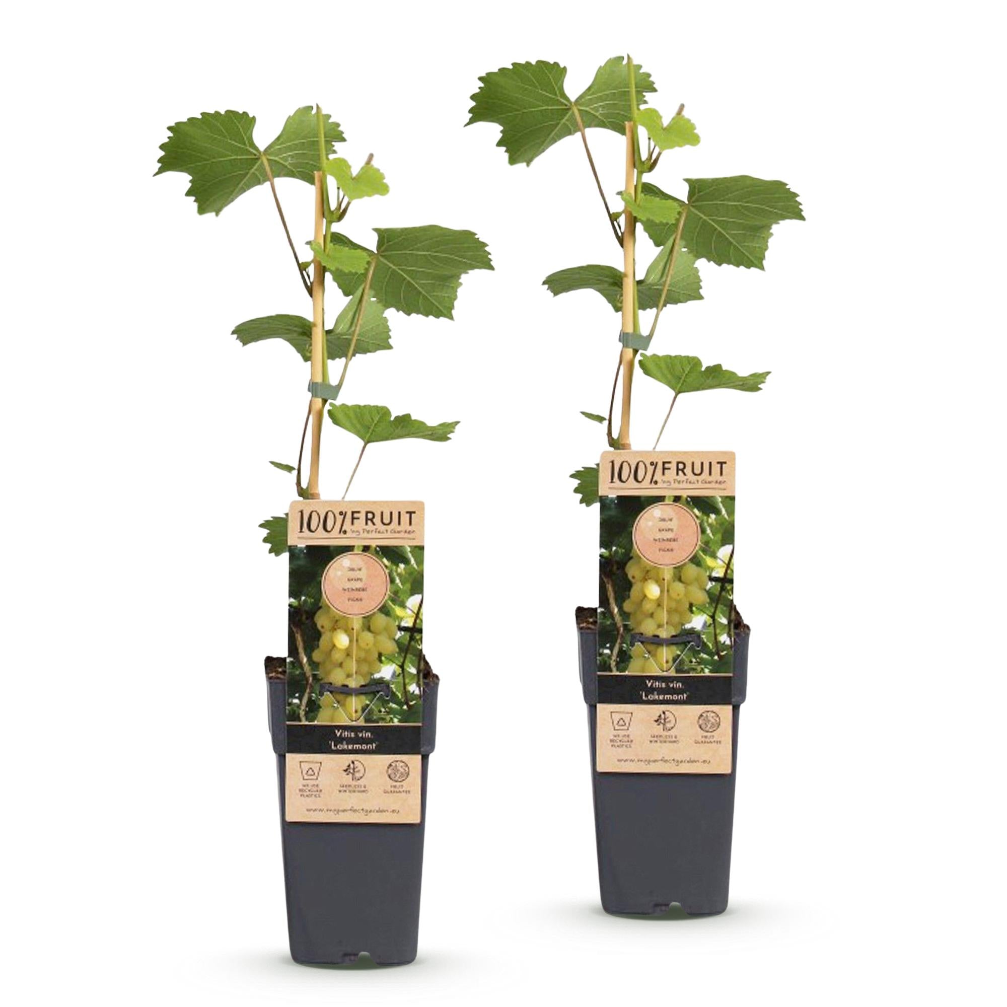 Vitis vinifera Lakemont - Druivenplant - Winterhard - Goudgele Druif - 2 Planten - Pot 15cm - Hoogte 50cm