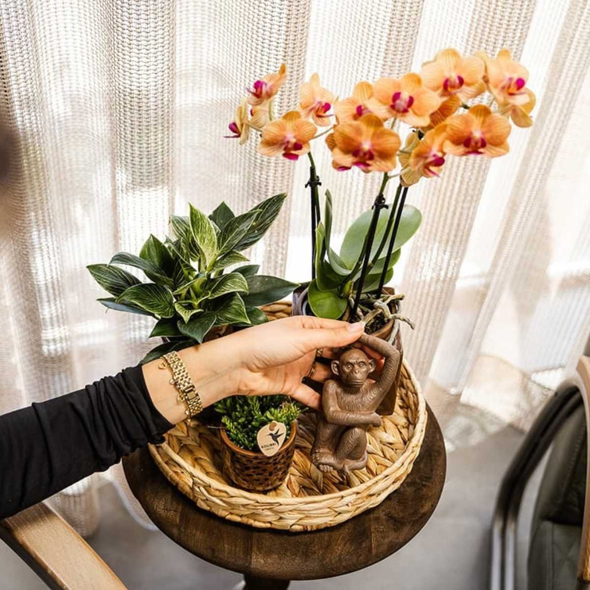 Kolibri Orchids | Combi Deal - 4 Oranje Phalaenopsis Orchideeën Mineral Jamaica - Ø9 cm