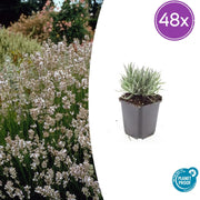 48x Lavandula int. 'Stella alpina' - ↕10-25cm - Ø9cm