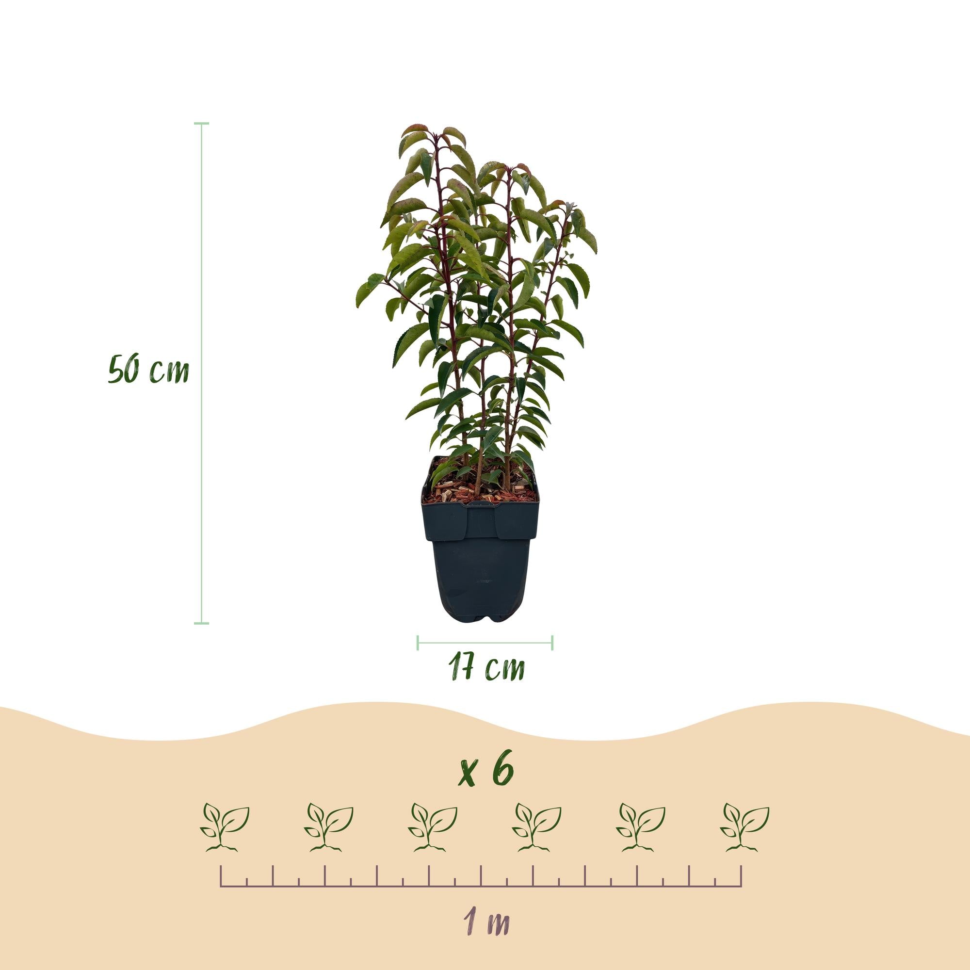 Green boutiQ - Heckenpflanzen - Prunus lusitanica Angustifolia - grünes Laub - 6 Pflanzen - 1 laufender Meter - immergrün - Topf 17cm Höhe 50cm