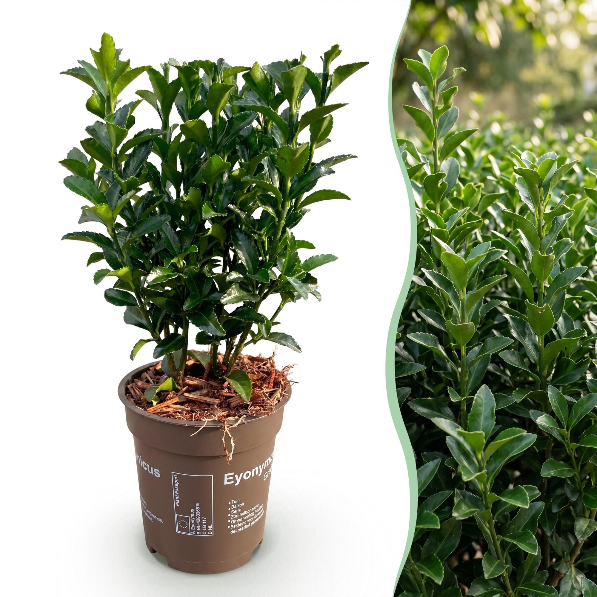Euonymus japonica Green Spire - Kardinaalsmuts 24x - Haagplanten - Groenblijvend - Groen - Pot 9cm - Hoogte 20-25cm