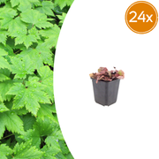 24x Tiarella cordifolia - ↕10-25cm - Ø9cm