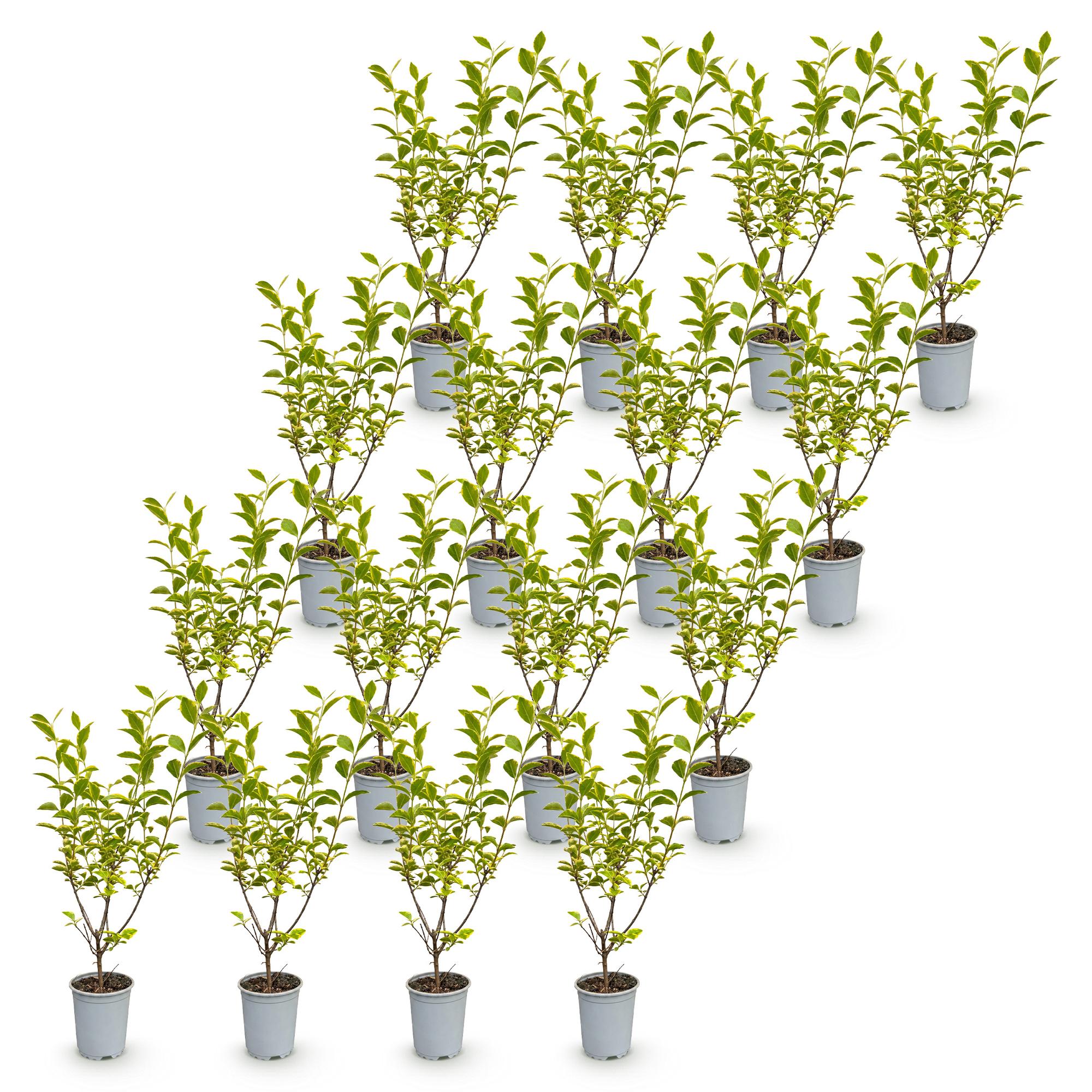 Ligustrum ovalifolium Aureum - 16x Bontbladige Liguster - Haagplanten - Groenblijvend - Bont - Pot 9cm - Hoogte 35-45cm
