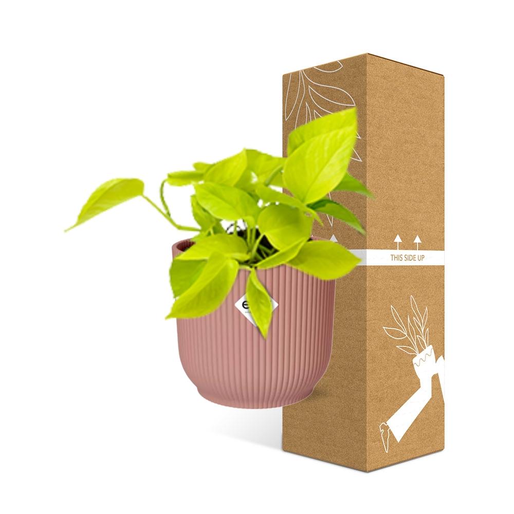 Epipremnum Pinnatum 'Golden Pothos' en pot ELHO Vibes Fold 14 cm rose
