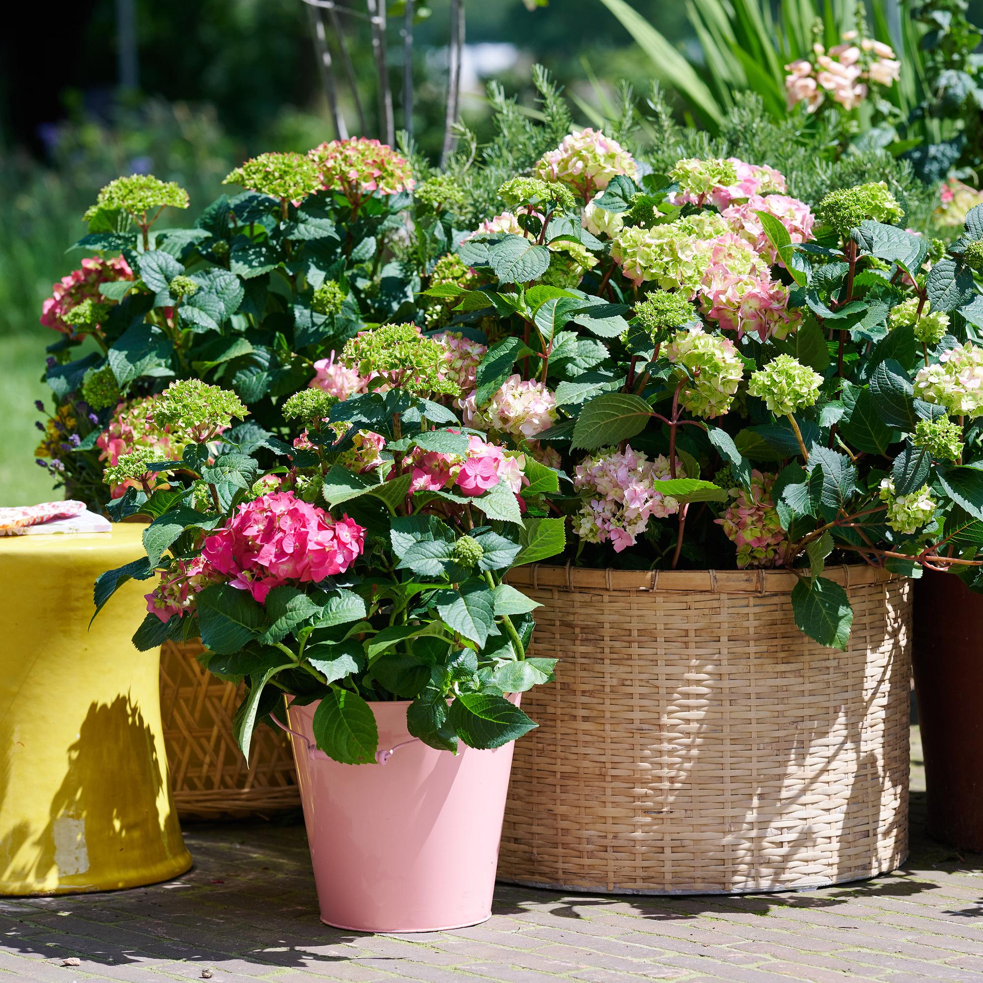 Hydrangea Endles Summer The Original Pink - Hortensia - Winterhard - Roze - 2 Planten - Pot 14cm - Hoogte 20-25cm