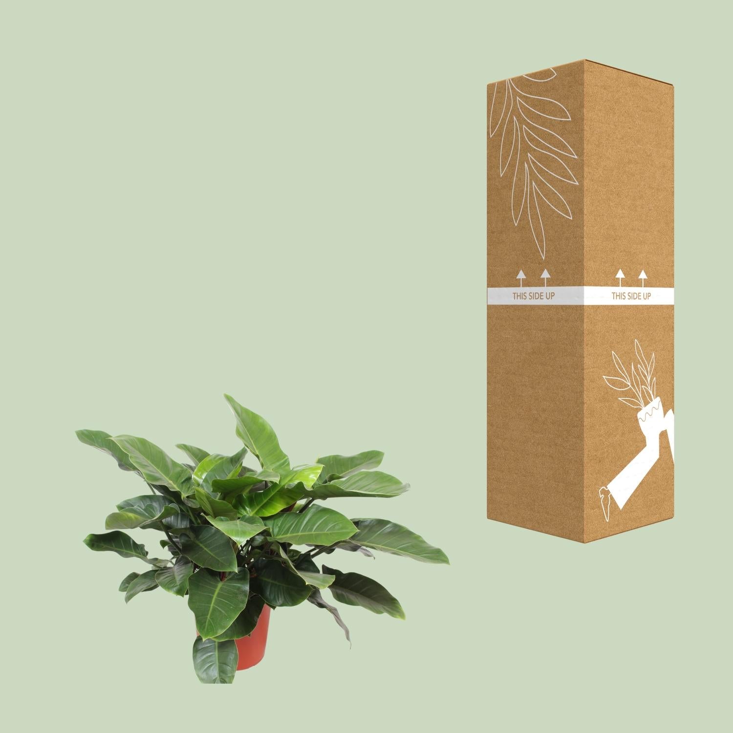 Philodendron vert impérial - Ø34cm - ↕90cm