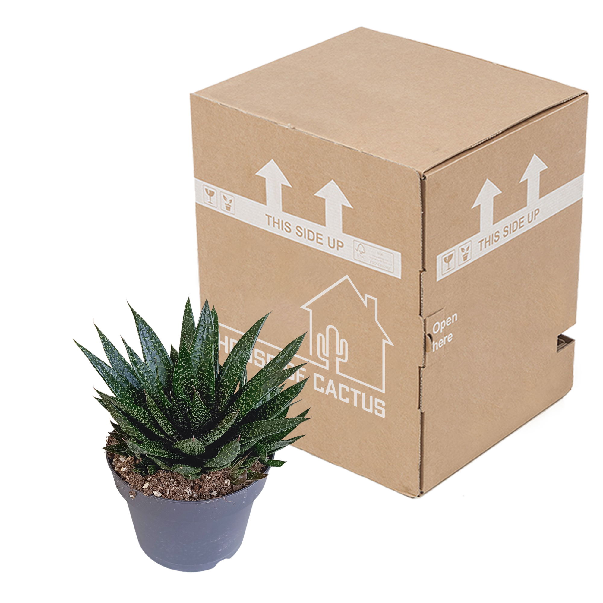 Gasteria 'd Due 17cm