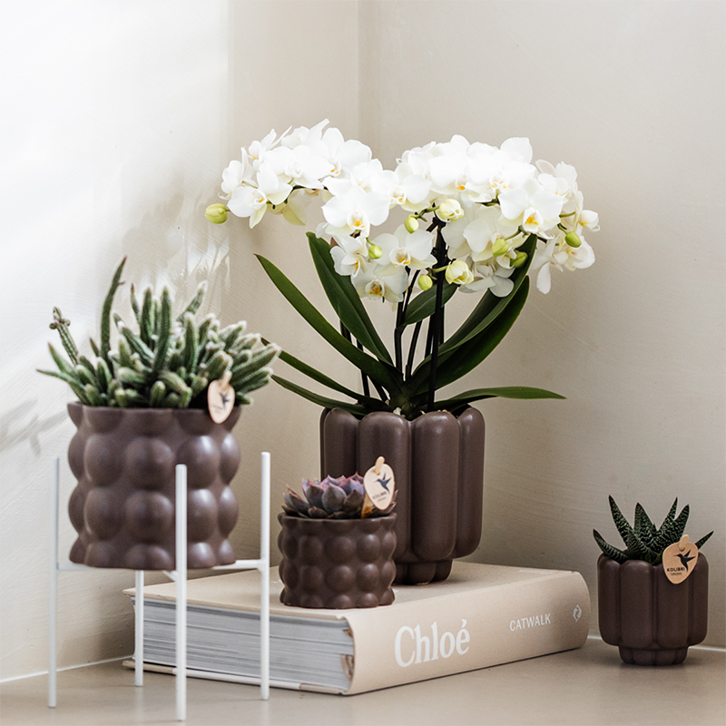 Orchidées Kolibri | Orchidée phalaenopsis blanche en pot, diamètre 9 cm | Zurich | Plante d'intérieur fleurie - fraîchement cueillie